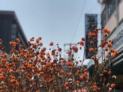 -溪岸路花鸟市场