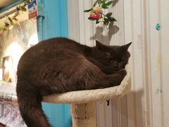 -猫小院猫主题咖啡厅(北锣店)
