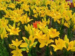 -长春公园(普阳街道)