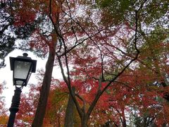 -叶家花园