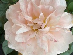 -璟象酒店-爱丽坊景观餐厅