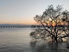 -宝安西湾红树林湿地公园