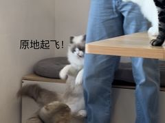 -有喵·猫咖·狗咖·30几只猫10只小狗(岗厦店)