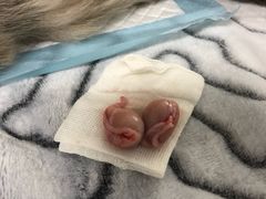 -达爱动物医院·犬猫分区·CT·复杂眼科(远洋山水分院)