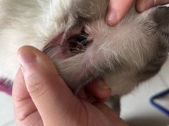 -瑞派福兴宠物医院犬猫全科·骨科·中西医结合(河东店)