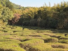 -大屏嶂森林公园
