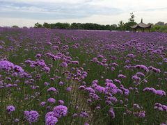 -杭州城北体育公园