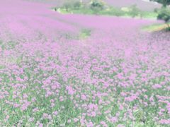 -大塘金香草谷