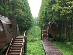 -黄海国家森林公园