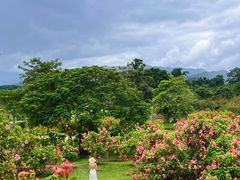 -中国科学院西双版纳热带植物园