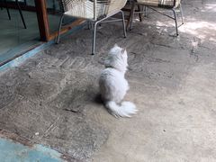 -喵屿·大理花园猫咖