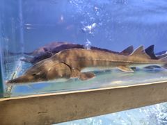 -虾饺妹·酒家(海珠广场店)