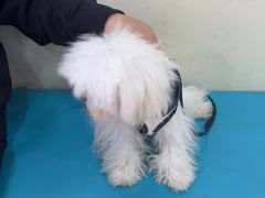 -天宠宠物医院24小时·急重症诊疗中心·全科·腔镜特色(和平分院)