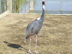 -盐城丹顶鹤湿地生态旅游区
