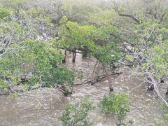 -宝安西湾红树林湿地公园