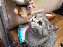 -猫色咖啡·猫咖