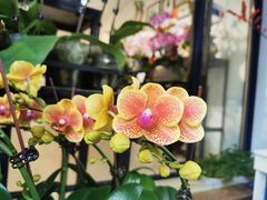 -溪岸路花鸟市场
