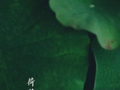 -陈家山荷花公园