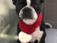 -Oh My Dog宠物沙龙(伊珊娜皮毛护理店)