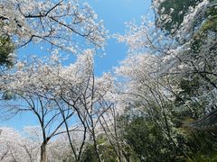 -泰州凤城河风景区-泰山公园