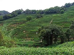 -西湖风景区十里琅珰-五云山