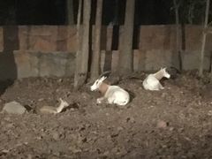 -清迈夜间动物园