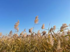-野鸭湖国家湿地公园