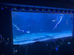 -石家庄海洋公园