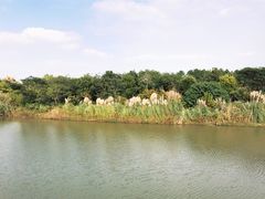 -南湖湿地公园