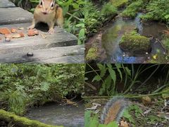 -五营红松林海景区