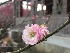 -苏州上方山国家森林公园