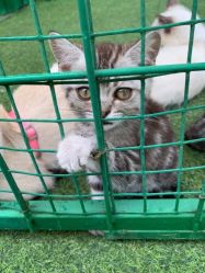 -萌宠亲子动物乐园(槐房万达店)