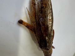 -黄家新傣味