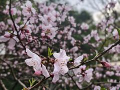-金鸡湖桃花岛