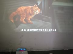 -猫猫幼稚园·撸猫·桌游·电玩
