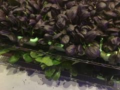 -鸽子窝(黄村店)