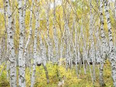 -塞罕坝国家级自然保护区