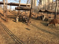 -大连森林动物园