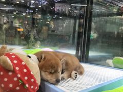 -宠物世家(仲盛世界商城店)