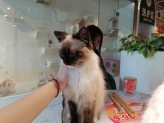 -喵喵咪呀布偶猫咖(春熙路店)