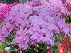 -双季花艺园艺市场(浦东店)