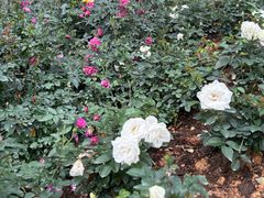 -人民公园(罗湖区)