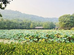 -八卦田遗址公园