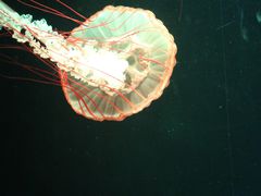 -欢乐海岸海洋奇梦馆