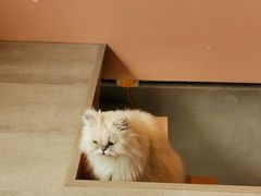 -猫儿山۰猫主题餐厅