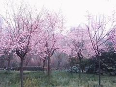-龙头寺公园