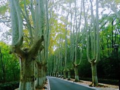 -紫金山山顶公园