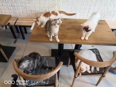 -平行世界·猫咖(首经贸店)