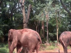 -深圳野生动物园