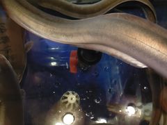 -鳗匠.日本料理店(上夼美食街店)